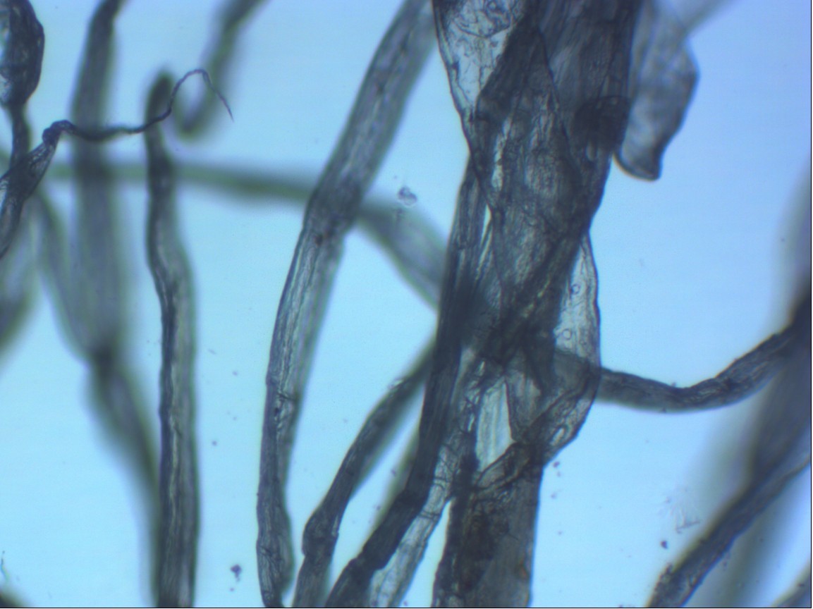 原木浆纸在显微镜下的形态