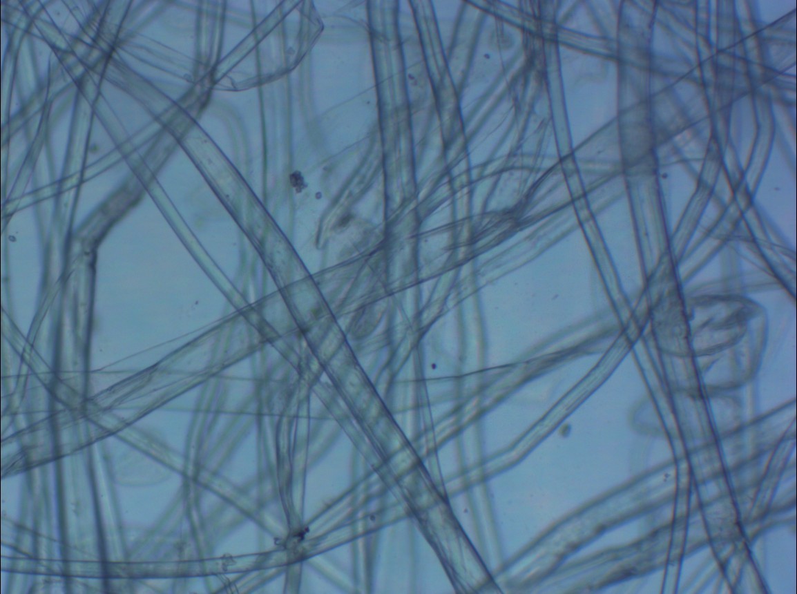 原木浆纸在显微镜下的形态
